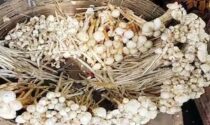 Koderma News: जंगली खुखड़ी खाने से एक ही परिवार के 6 लोग बीमार