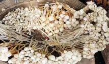 Koderma News: जंगली खुखड़ी खाने से एक ही परिवार के 6 लोग बीमार