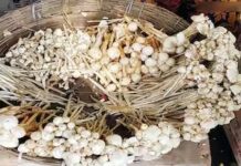 Koderma News: जंगली खुखड़ी खाने से एक ही परिवार के 6 लोग बीमार