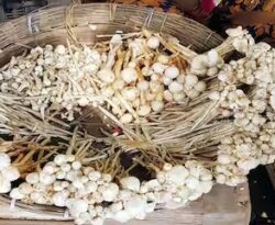 Koderma News: जंगली खुखड़ी खाने से एक ही परिवार के 6 लोग बीमार