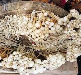 Koderma News: जंगली खुखड़ी खाने से एक ही परिवार के 6 लोग बीमार