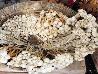 Koderma News: जंगली खुखड़ी खाने से एक ही परिवार के 6 लोग बीमार
