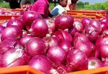 रांची में प्याज के दाम में गिरावट, थोक कीमत 46 रुपये किलो तक पहुंची