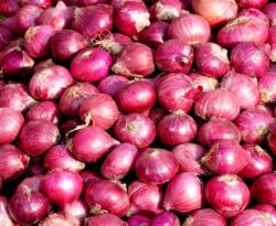 Onion Price: दिल्ली में 35 रुपये किलो मिलेगी प्याज