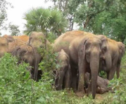 गुमला में 23 जंगली हाथियों का झुंड, धान और सब्जियों की फसल बर्बाद