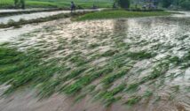 सिल्ली में पानी के दबाव से टूटा रानी हारा चेक डैम, खेतों में भरा पानी